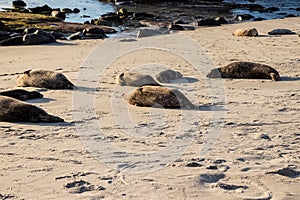 Coloy of sea lions with their pups on La Jolla Beach