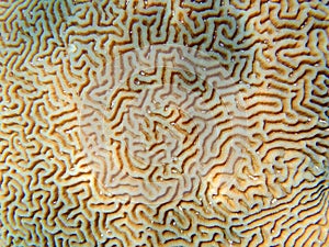 Colpophyllia natans - (Boulder Brain Coral), undersea macro photography