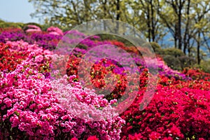 Colrrful azalea blossoms