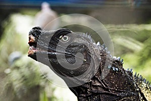 Colse up injured iguana