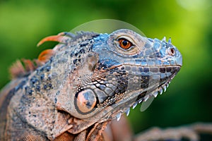 Colse up-macro  iguana reptile animal low angle shoot