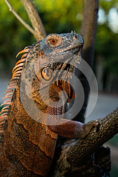 Colse up-macro  iguana reptile animal low angle shoot