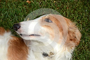 Colse-up on thee face of a relaxed borzoi