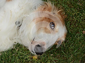 Colse-up on thee face of a relaxed borzoi photo