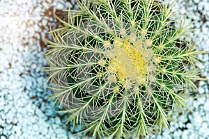 Colse up Top view photo fresh green cactus in pot, decoration outside flower photo