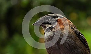 colseup of a rofous collared sparrow photo