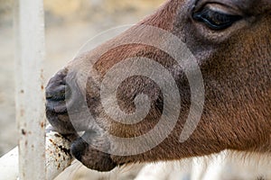 A colt chewing a fence