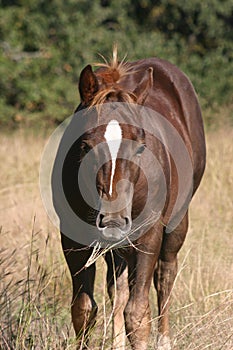 Colt Chewing Grass