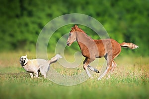 Colt and dog