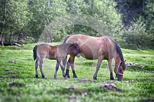 Colt drink milk from mare in pasture.