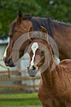 Colt, foal and mother