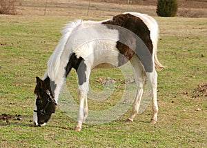 Colt horse in a field.