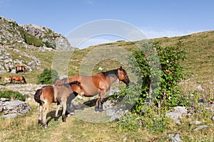 A colt with its mother in Echo's Valley