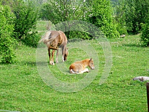 Colt laying in grass and Mare standing