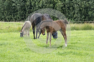 A colt is looking very boldly at the photographer, in the background a mare with foal in the pasture photo