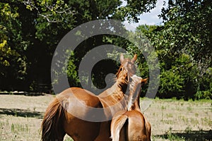 Colt with mare horse in Texas ranch field
