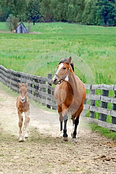 Colt and mare running