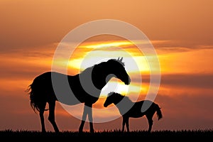 Colt with the mare at sunset