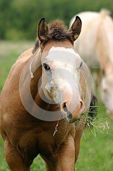 Colt with Mouthful of Grass