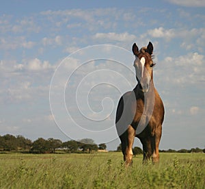 Colt in Pasture