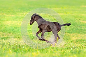 Colt run gallop