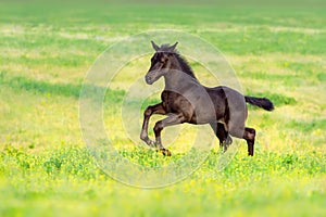 Colt run gallop