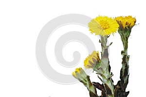 Colt's foot