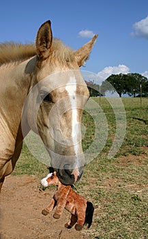 Colt with Stuffed Toy