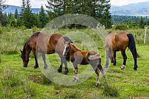 A Colt and Two Horses Grazing in a Green Meadow