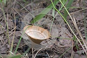 Coltricia perennis with matt brown cap in the shape of funnel, w