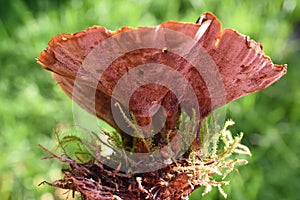 Coltricia perennis Tiger\'s Eye polyporus fungus