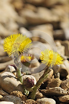 Colts Foot - Tussilago farfara