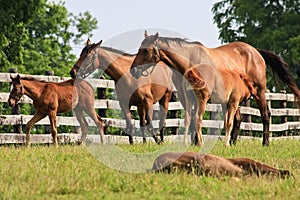 Colts and Mares photo