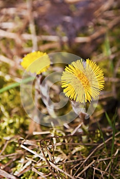 Coltsfoot