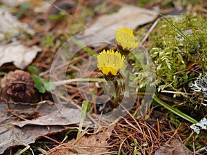 Coltsfoot