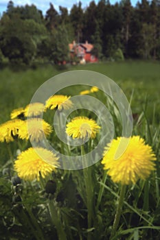 Coltsfoot