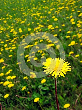 Coltsfoot