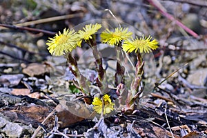 Coltsfoot blooms at the dried creek
