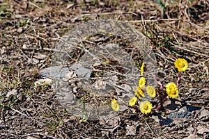 Coltsfoot blooms in park, close-up