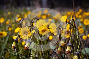 Coltsfoot bush in forest meadow on cloudy day, fresh yellow flowers and overblown with seeds, romantic mood, macro with blur