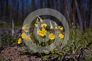 Coltsfoot bush with yellow flowers and overblown with seeds grow in black soil of a spring meadow, romantic mood, macro