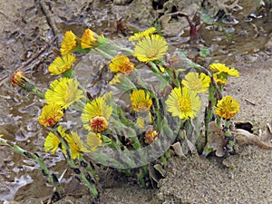 Coltsfoot on Cromer beach