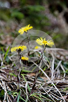 Coltsfoot - early spring flowers in the German Alps