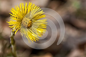 Coltsfoot field flower photo