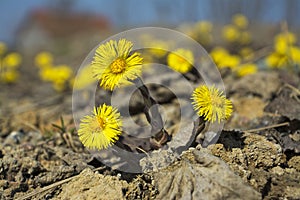 Coltsfoot, the first spring yellow flowers