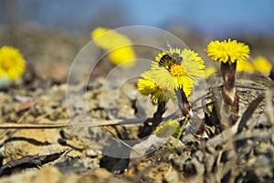 Coltsfoot, the first spring yellow flowers and bee.