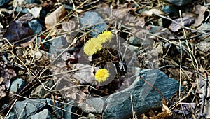 Coltsfoot flowering along the dirt road in Jennings Ville Pennsylvania April 2023