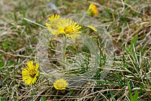Coltsfoot flowers blooming in the meadow. Early spring yellow flowers