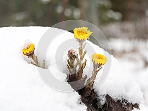 Coltsfoot flowers covered by snow in spring