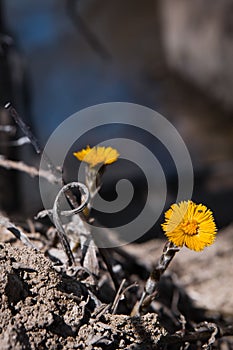 Coltsfoot flowers in a field near a small creek enjoing a spring sunny day